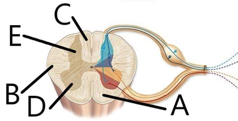 A&P 1: Spinal Cord & Reflex Assignment Flashcards | Quizlet