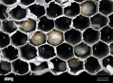 Hexagonal Cells With Larvae Of Common Wasp Vespula Vulgaris Exposed