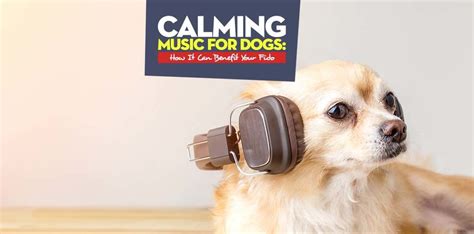 Calming Music for Dogs – What Is It and How Can It Benefit Your Dog