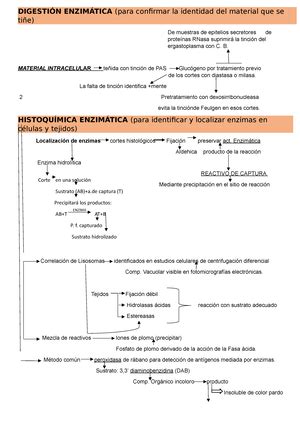 Embriologia Libro Goméz Dumm Histología y Embriología Studocu