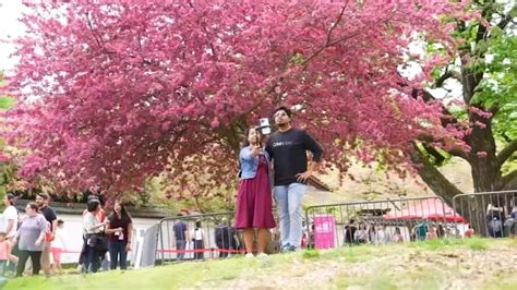 2-day Cherry Blossom Festival kicks off outside Fairmount Park ...