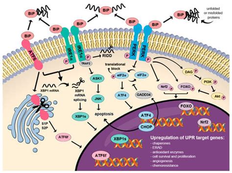 Ijms Free Full Text Dual Role Of Endoplasmic Reticulum Stress