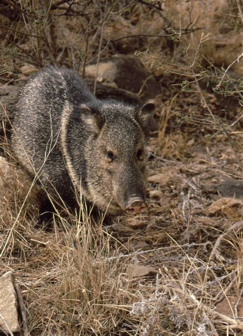 Big Bend National Park Chisos Basin Javelina Aka Coll Flickr