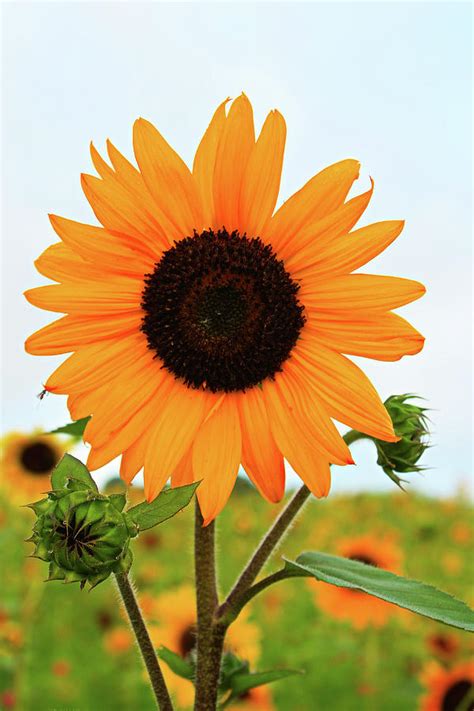 Sunflower Standing Tall Photograph by Selena Lorraine