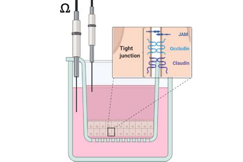 Non Animal Testing Alternative Test Methods In Vitro Toxicology Iivs