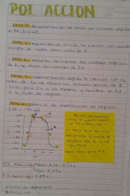 Potencial De Accion Y Ciclo Card Aco Emi Pereyra Udocz