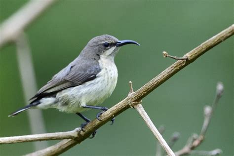 Purple Banded Sunbird Holmen Birding Safaris