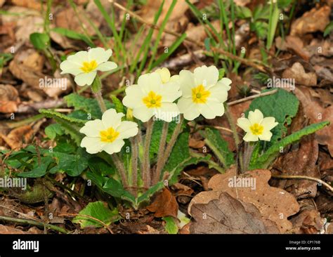 Primrose Primula Vulgaris Growing In Woodland Leaf Litter Stock Photo