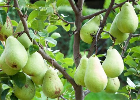 Best Fruit Trees To Grow In Hardiness Zone Guide The