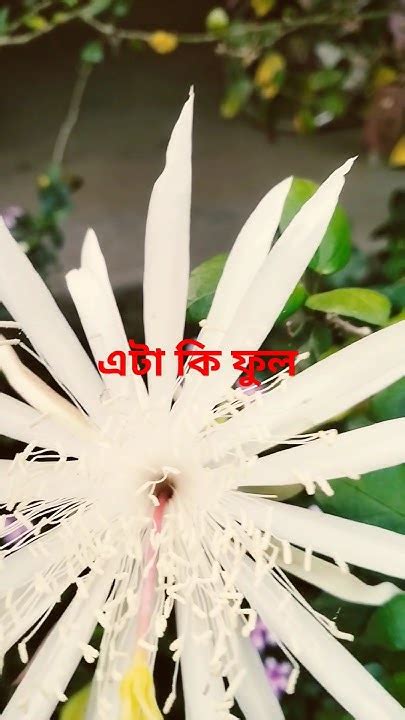 এটা কি ফুল কে বলতে পারবে ️ ️short Video Viral ️ ️🌼💐🌹🌺🌷🌸💮🏵️🌻 Youtube