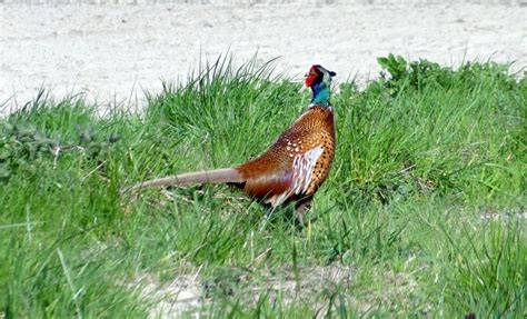 Een Fazanten Haan ZeelandNet Foto