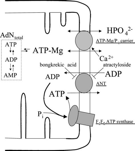 Adenine nucleotide transport in liver mitochondria. The total matrix... | Download Scientific ...