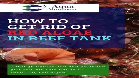 How To Get Rid Of Red Algae In Aquarium Effective Tips And Tricks