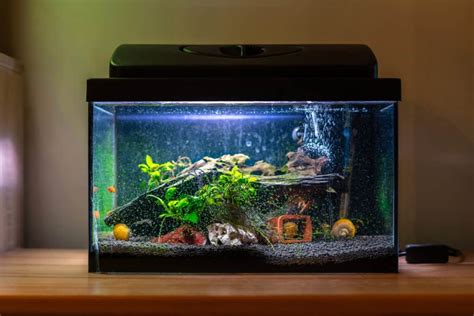 Top 10 Best Fish For A 3 Gallon Tank (Updated 2021)