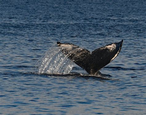 Hump Back Whale · Free Stock Photo
