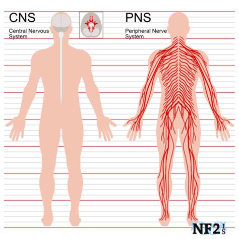 Chapter 2 The Nervous System Flashcards Quizlet