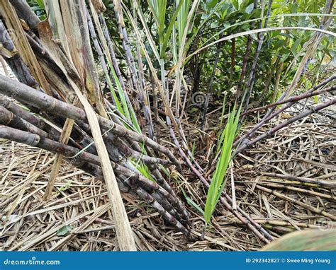 Wild Meadow of the Saccharum Sinense Sugar Cane. Stock Image - Image of ...