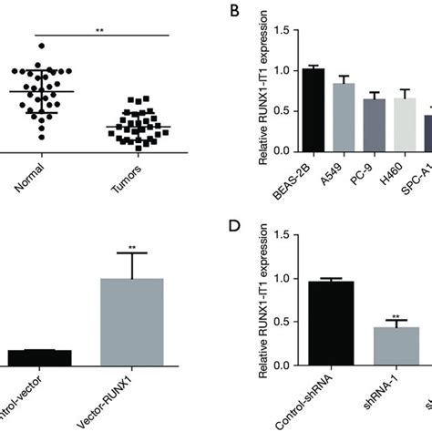 The Elevated Expression Levels For Lncrna Runx1 It1 In Lung Tumor Cell Download Scientific