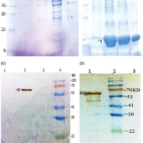 Purification And Western Blot Analysis Of Recombinant Protein A