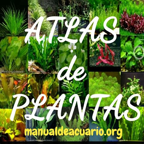 Atlas De Plantas Acu Ticas