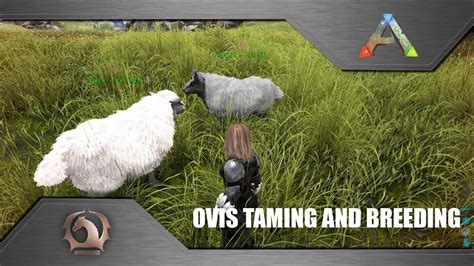 Ark Survival Evolved Taming And Breeding Ovis Where To Find How