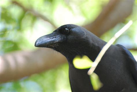 Inquisitive Crow By Raniformis On Deviantart