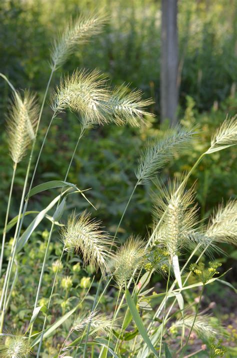 Elymus Canadensis Canada Wild Rye Prairie Moon Nursery