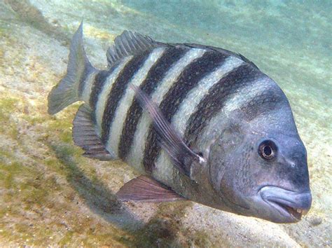 This Sheepshead Fish And His 'Human' Teeth Are Freaking People Out ...