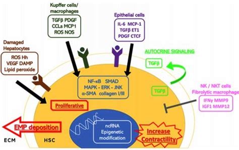 Events Of The Hsc Activation Hepatic Cells In Contact With The Hepatic Download Scientific