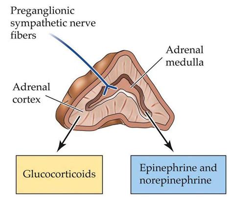 Adrenal gland location in human body - dasttron