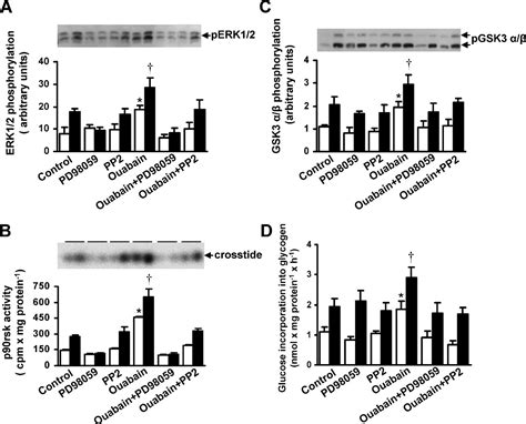 Cardiotonic Steroids Stimulate Glycogen Synthesis In Human Skeletal