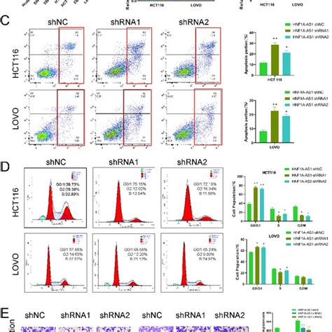 HNF1A AS1 Promoted CRC Cell Proliferation In Vitro A Expression Of