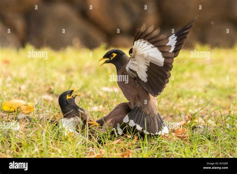 Usa Hawaii Hapuna Beach State Park Common Myna Birds Fighting Stock