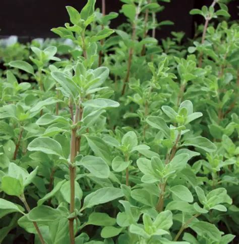 15 Types of Oregano Plants (With Pictures) - Own Yard Life