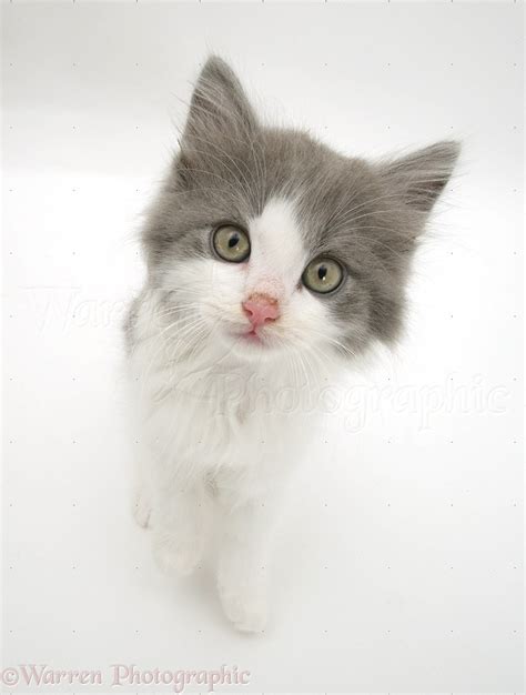 Grey-and-white kitten photo WP17691