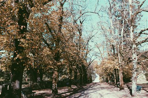 Banco De Imagens Rvore Natureza Floresta Ramo Flor Neve