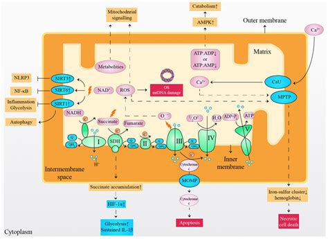 Metabolic Remodeling Induced By Mitokines In Heart Failure Figure F