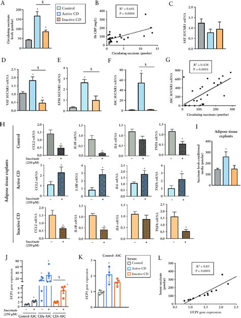 Succinate Levels Are Elevated In The Active Phase Of Crohn S Disease