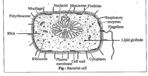 Update 210 Draw A Well Labelled Diagram Latest Nanoginkgobilobavn