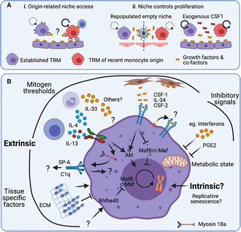 What Regulates Macrophage Proliferation A Tissue‐resident Download High Quality