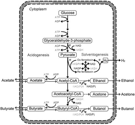 7 Major redox reactions in acetone–butanol–ethanol fermentation by the... | Download Scientific ...