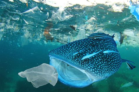 Deux Fois Plus De Déchets Plastique Dans Les Océans Dici 2030 Alerte