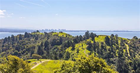 Aerial View Of Grass Hills And Trees On The Background Of A Bay And