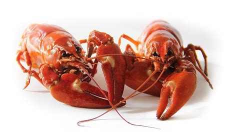 Crayfish Vs Crawfish: Understanding The Differences » Ranking Articles