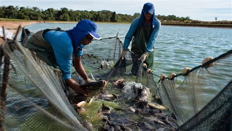 Centro Acad Mico De Engenharia De Pesca Sebrae Lan A Software De