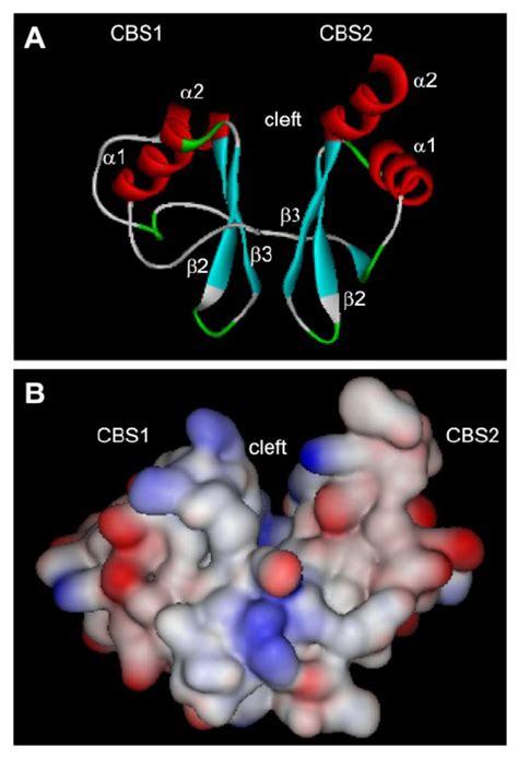 The Cystathionine ␤ Synthase Cbs Domain Secondary Structure The