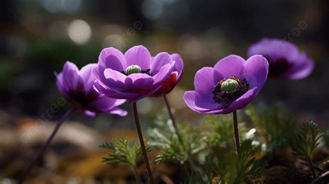 Purple Anemone Flowers