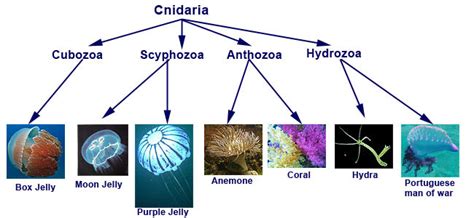 Cnidaria - circulatory 101