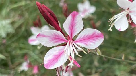 How To Grow Gaura Lindheimeri Whirling Butterfly Bush