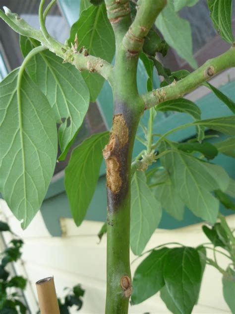 Avocado Tree Pests